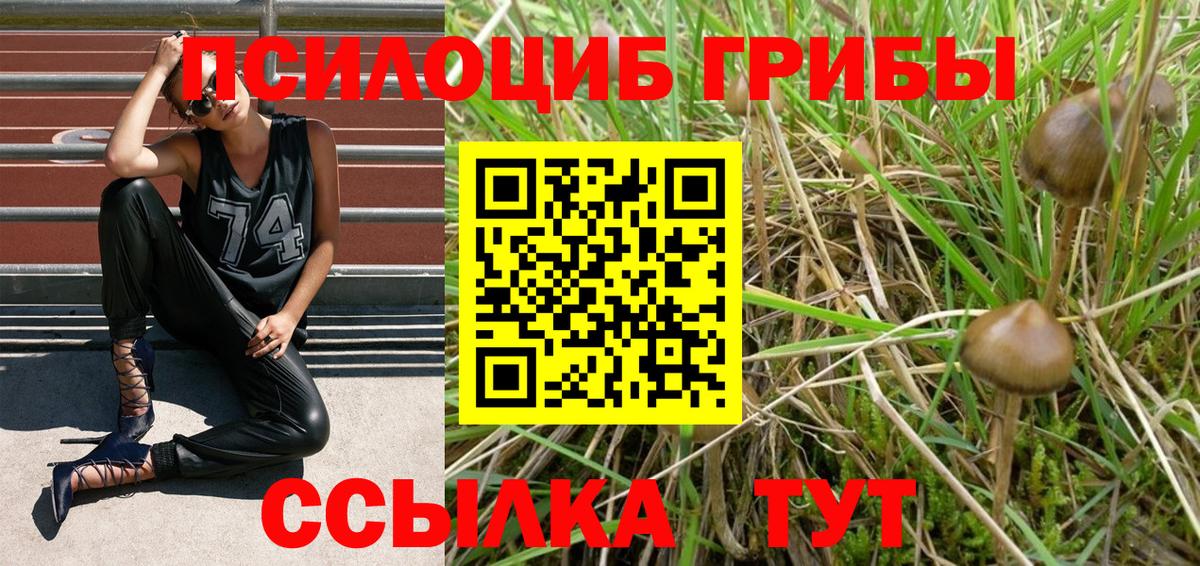 Вышний Волочёк  Галлюциногенные грибы прущие грибы  Вход с VPN 